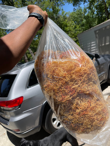[ SEA MOSS - SPINOSUM ]